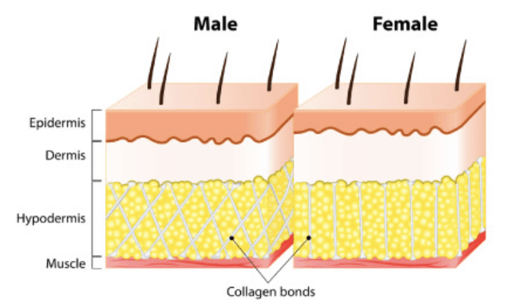 men and women skin diagram