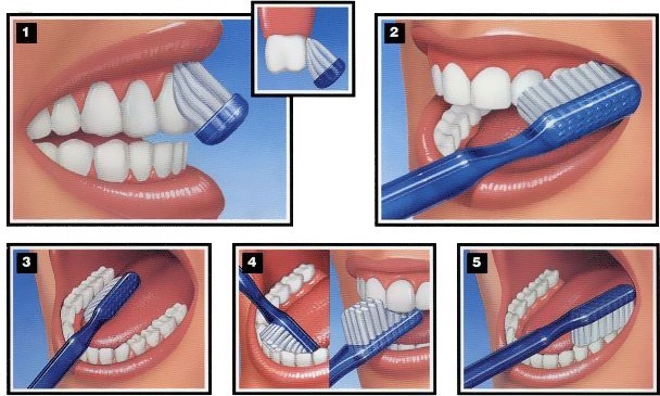 brushing teeth properly for white